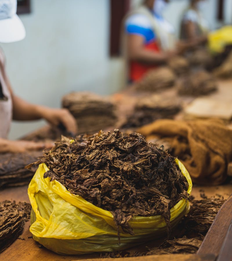 Tabakblätter getrocknet